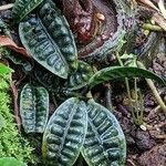 Psychotria ankasensis Leaf