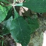 Elephantopus elatus Hoja