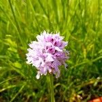 Neotinea tridentata Flower