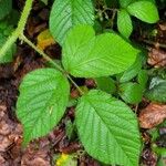 Rubus scaber Leaf