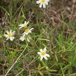 Melampodium leucanthum Květ