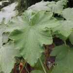 Pelargonium papilionaceum Hostoa