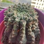 Gymnocalycium pflanzii বাকল