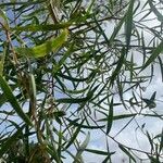 Acacia retinodes Hoja