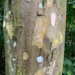 Savia dictyocarpa Bark