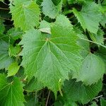 Vitis riparia Folha