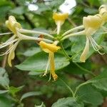 Lonicera periclymenumFlor