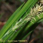 Carex olbiensis Flower
