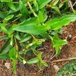 Commelina africana Levél