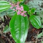 Miconia ciliata Blatt