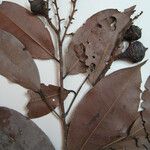 Lecythis confertiflora Otro