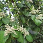 Miconia impetiolaris Leaf