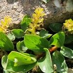 Salix retusa Ekosanga