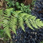 Athyrium schimperi List