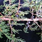 Juniperus recurva Hábito