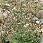 Echium asperrimum Habit
