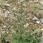 Echium asperrimum 整株植物