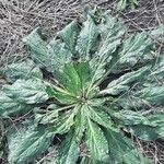 Echium plantagineum List
