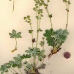 Alchemilla saxatilis Vekstform