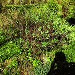 Lonicera caerulea Habitat