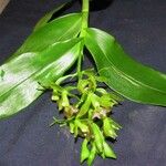 Epidendrum incomptum