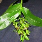 Epidendrum incomptum Otro
