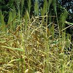 Phragmites australis 花