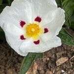Cistus ladanifer Květ