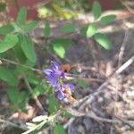 Delphinium verdunense Blomma