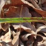 Erythronium albidum Blatt