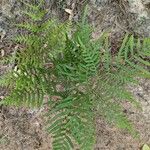 Pteridium caudatum Листок