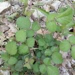 Rubus vestitus Hostoa