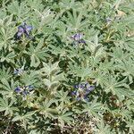 Lupinus digitatus Blad