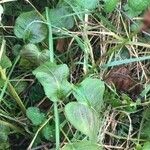 Persicaria orientalis Blatt