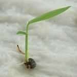 Lithachne pauciflora Froito