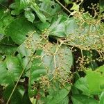 Harungana madagascariensis Fruto