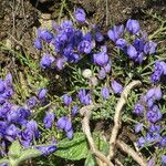 Polygala microphylla Fiore