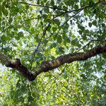 Betula populifolia পাতা