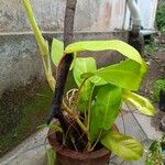 Philodendron erubescens Folha