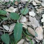Prunella hastifolia Likasa