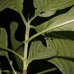 Pittoniotis trichantha 葉