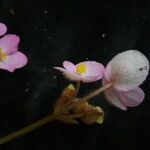 Begonia picta Агульны выгляд