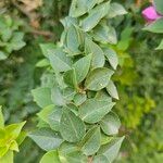 Bougainvillea glabra Лист