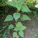 Urtica dioica Leaf