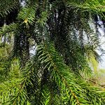 Picea abies List