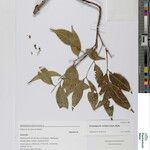 Camptolepis ramiflora Other
