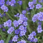 Sisyrinchium langloisii Flower