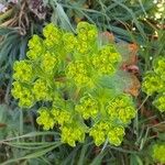 Euphorbia helioscopia Bleunienn
