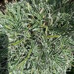 Ficinia truncata Hoja