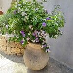 Brunfelsia uniflora Flower